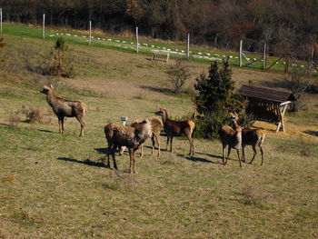 Horses grazing on grassy field