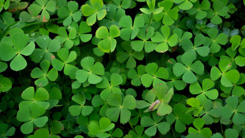 Full frame shot of leaves