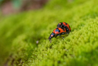 Close-up of ladybug on grass