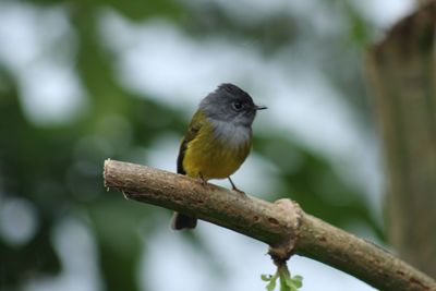 Close-up of bird perching outdoors