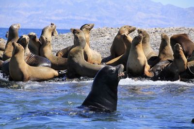 Wild animal sea lions