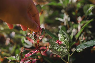 Close-up of hand holding plant