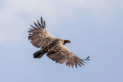 Low angle view of eagle flying in sky