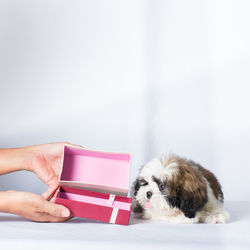 Midsection of person holding small dog in box