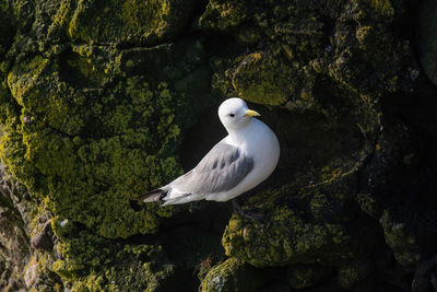 White bird perching on rock