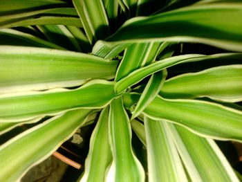 Close-up of fresh green plant