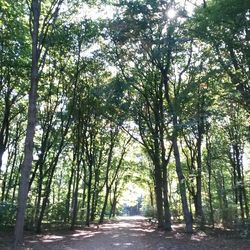 Road passing through forest