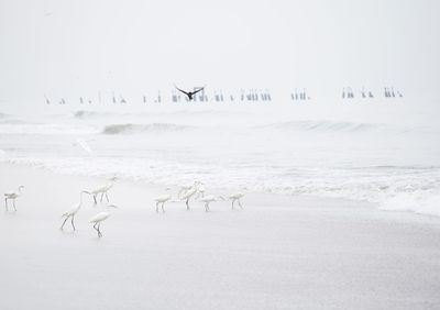 Flock of sheep in a snow