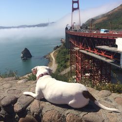 Dog on bridge over sea against sky