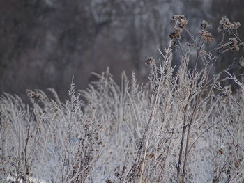 Close-up of frozen plants on field during winter