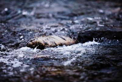 Close-up of lizard in water