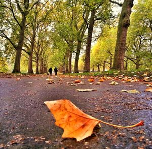 Fallen leaves on tree trunk