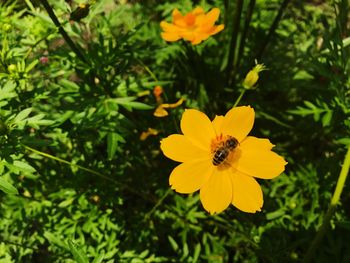 Close-up of yellow flowers blooming outdoors