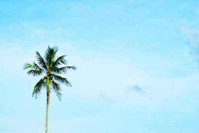 Low angle view of palm tree against sky