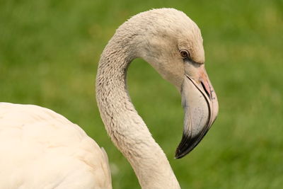 Close-up of a flamingo 