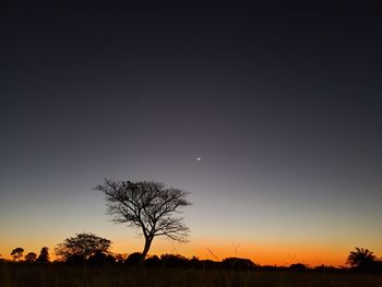 Silhouette bare tree against sky at night