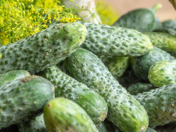 Close-up of cactus plants