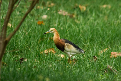 Javan pond heron has yellow mouth, black tip, black head, neck and chest.