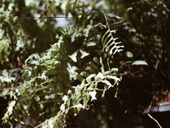 Close-up of fresh green plants