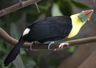 Close-up of bird perching on branch