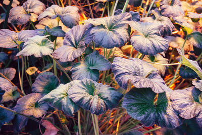 Full frame of leaves on field