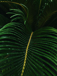 Full frame shot of palm leaves