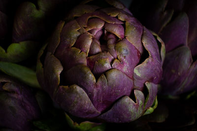 Full frame shot of purple flower