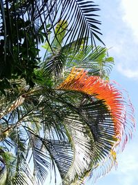 Low angle view of palm tree against sky