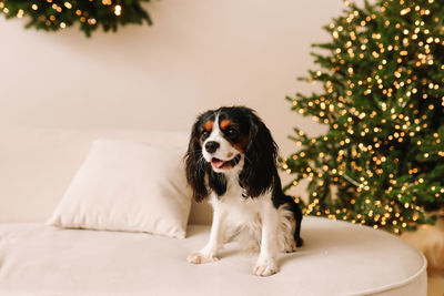 Cute little dog pet on the sofa in a decorated room on christmas holiday