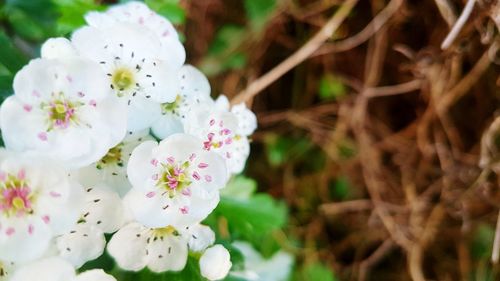 Close-up of white flowering plant