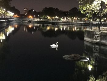 Swans swimming in river against sky at night