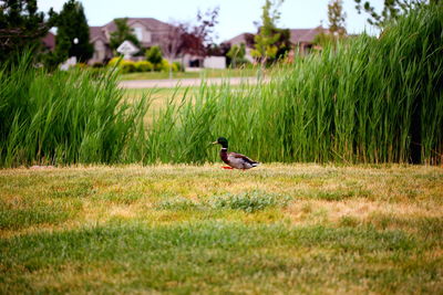 Mallard duck walking on grassy field