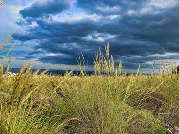 Plants growing on field against sky