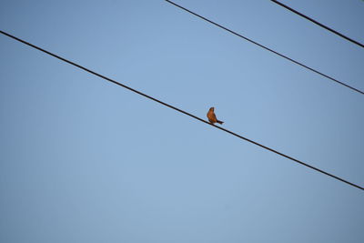 Low angle view of bird perching on cable