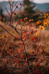 Close-up of red berries on tree during autumn