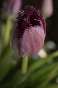 Close-up of pink rose