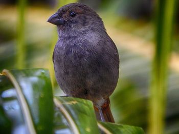 Close-up of bird perching outdoors