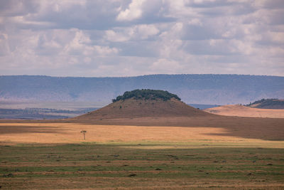 Wildlife maasai mara triangle national reserve park in narok county rift valley in kenya east africa