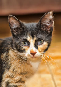 Close-up portrait of tabby kitten