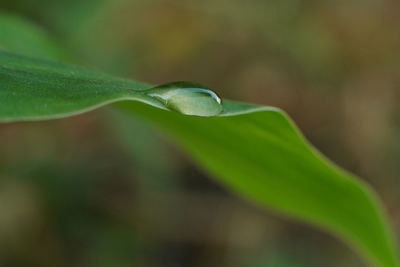 Close-up of fresh green leaves