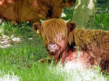 Highland cow in a field