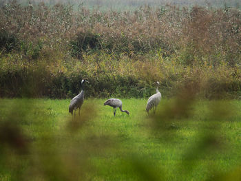 Ducks in a field