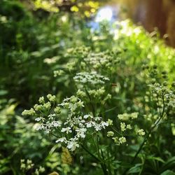 Close-up of white flowers