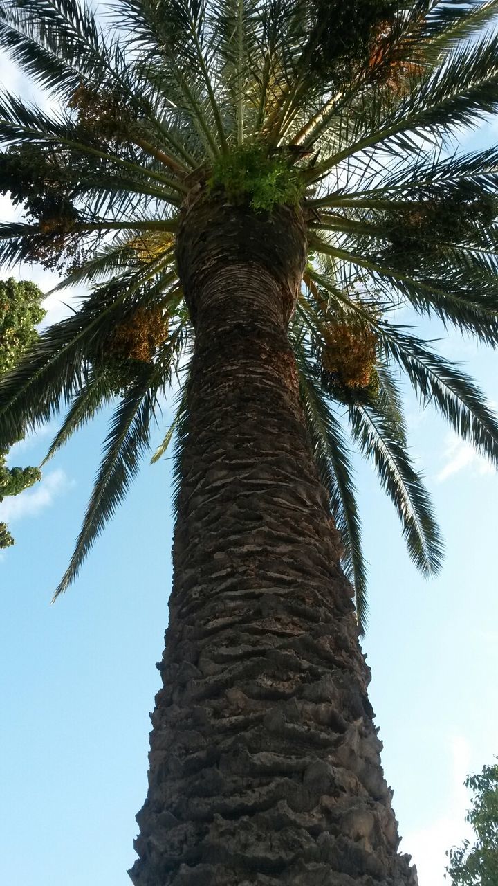 tree, low angle view, palm tree, tree trunk, clear sky, growth, nature, tranquility, branch, sky, coconut palm tree, tall - high, beauty in nature, day, leaf, outdoors, sunlight, no people, palm leaf, tranquil scene