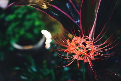 Close-up of red flower