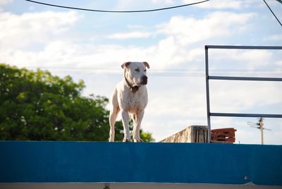 Portrait of dog standing against sky