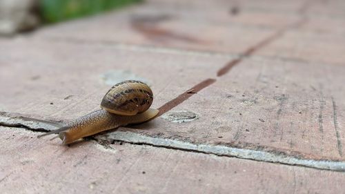 Close-up of snail