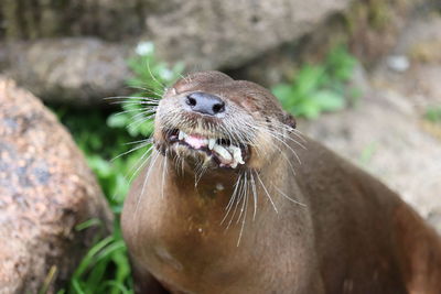 Close-up of an animal