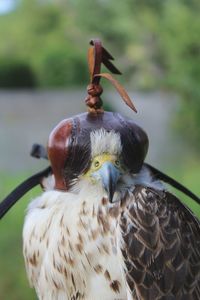 Falcon with leather cap at a falconry club