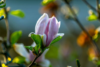 Close-up of pink flowering plant